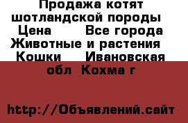 Продажа котят шотландской породы › Цена ­ - - Все города Животные и растения » Кошки   . Ивановская обл.,Кохма г.
